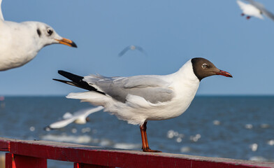 Brown-headed Gull Standing on Railing by the Sea with Blue Sky Background.