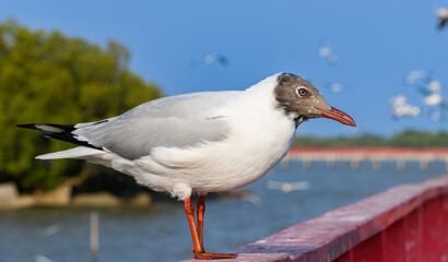 Naklejka premium Brown-headed Gull Standing on Railing by the Sea with Blue Sky Background.