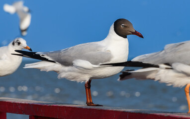 Brown-headed Gull Standing on Railing by the Sea with Blue Sky Background.