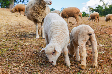 Naklejka premium Young Lamb Walking on Dry Pasture with Other Sheep in Background.