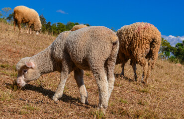 Young Lamb Walking on Dry Pasture with Other Sheep in Background.