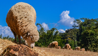 Thick-Wool Ram Standing on Grass Pasture in Natural Sunlight.