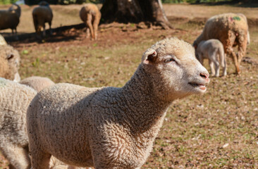 Young Lamb Walking on Dry Pasture with Other Sheep in Background.