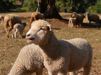 Young Lamb Walking on Dry Pasture with Other Sheep in Background.