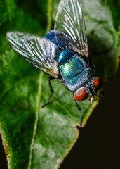 Green bottle fly resting on green leaf in natural light