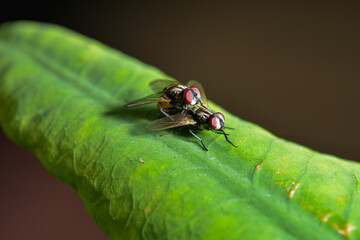 Green bottle fly resting on green leaf in natural light