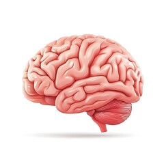 Detailed human brain 3D model with clear folds cerebellum anatomy medical education illustration image