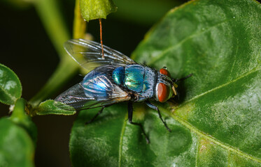 Green bottle fly resting on green leaf in natural light