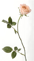 Obraz premium A simple rose icon with a curved stem and two leaves, designed with minimalistic details.