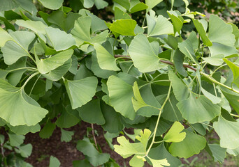 Ginkgo biloba, commonly known as maidenhair tree. Leaves detail