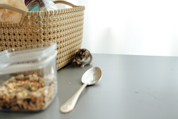 Small hamster exploring a kitchen counter near food storage containers in a cozy home setting
