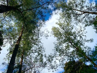 Close up tree with the branch and leaves and sky background