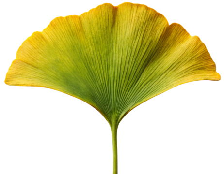 Ginkgo Leaf generative ai