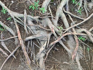 Large tree roots that on the surface of the ground