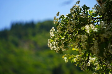 A flowering plant in the mountains. Aksai gorge. Mountainous area with different vegetation. The Tian Shan Mountains.