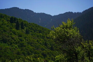 Aksai gorge. Mountainous area with different vegetation. The Tian Shan Mountains.