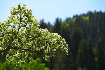 A flowering plant in the mountains. Aksai gorge. Mountainous area with different vegetation. The Tian Shan Mountains.