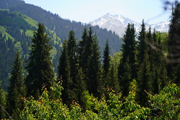 Aksai gorge. Mountainous area with different vegetation. The Tian Shan Mountains.