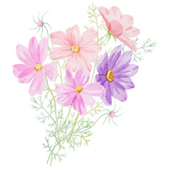 Cosmea flower bouquet. Hand-drawn watercolor illustration of a cosmos bipinnatus on white background. Perfect for wedding invitations, botanical prints, minimalist home decor, romantic greeting cards