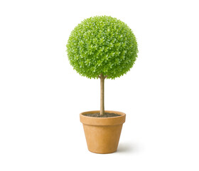green tree in a pot isolated on transparent or white background png

