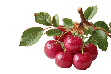 [Transparent Background PNG]Fresh Cherries on a Branch