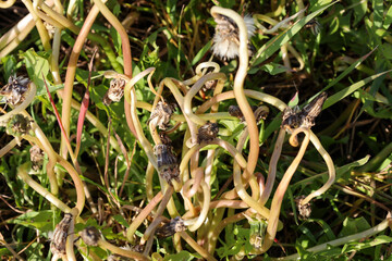 Yellow dandelions, chemically treated, in the process of wilting. A close-up shows damaged leaves and flowers losing their vitality. The image illustrates the consequences of chemical plant treatment.