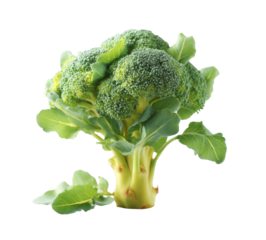 [Transparent Background PNG]Fresh Broccoli Head Close-up on White Background