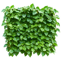 Fototapeta premium Lush Green Foliage Wall - Natural Texture Background
