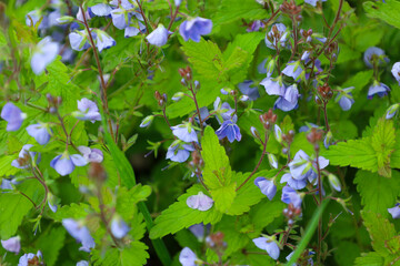 Bright blue Veronica flowers bloom among green leaves, forming a picturesque carpet. The macro photograph conveys the delicacy of the petals and the complexity of their structure.