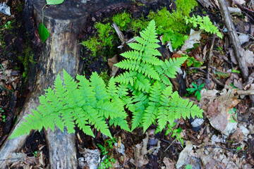 A rare fern grows at the base of an old stump, surrounded by moss and fallen leaves. This natural microcosm demonstrates the continuity of life and the resilience of vegetation.