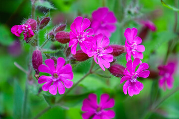 Vibrant pink flowers on a blurred green background create a lively and natural image. This composition highlights the beauty of nature, ideally suited for design and artistic projects.