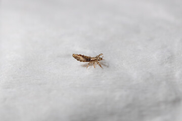 children's bug, ectoparasite, parasitic, itch, scalp, hygiene, infestation, school infection, head, hair, piojos, piojo