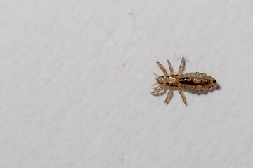 Lice, louse, head louse, pediculus humanus capitis, children's bug, ectoparasite, parasitic, itch,...