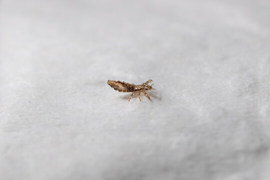 children's bug, ectoparasite, parasitic, itch, scalp, hygiene, infestation, school infection, head, hair, piojos, piojo