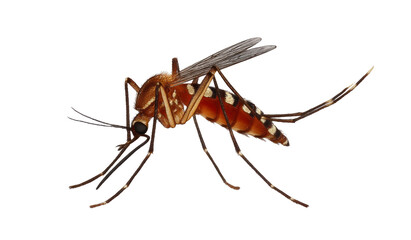 Fototapeta premium [Transparent Background PNG]Close Up of a Mosquito on White Background
