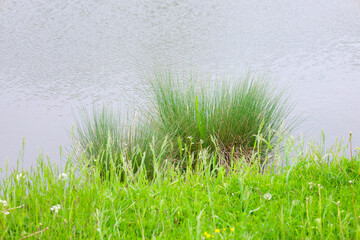 A serene landscape with tall grass on the bank and still water creates a sense of harmony and natural beauty. This composition is ideally suited for design and artistic projects that require a calm an