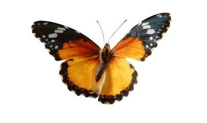 Fototapeta premium [Transparent Background PNG]Beautiful Butterfly with Vibrant Colors