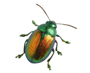 [Transparent Background PNG]Close-up of a Metallic Colorful Beetle