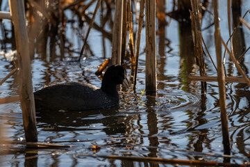 A black coot bird swims in the reeds.