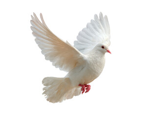 Fototapeta premium [Transparent Background PNG]White Dove in Flight Against a White Background