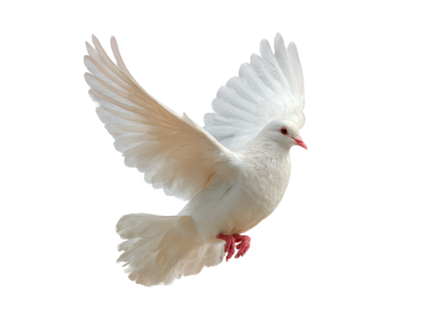 [Transparent Background PNG]White Dove in Flight Against a White Background