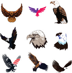 Eagle,colour eagle