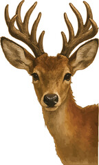 Illustration of a Curious Deer