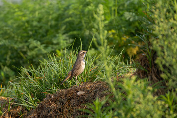 Bluethroat (Luscinia svecica) birds in natural habitat with green background.