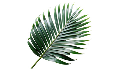 Tropical Green Palm Leaf Isolated on Transparent Background with Natural Detail and Botanical Aesthetic Appeal.