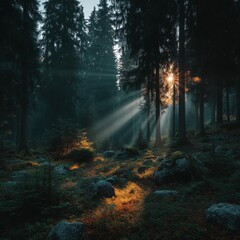 Fototapeta premium Sunlight shining through trees in a misty forest