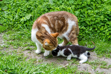 Fototapeta premium A cat sniffs and licks her kitten. Cat with a small kitten in nature.