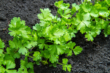 A lush bush of young parsley in a vegetable garden. Fresh natural greens close-up.