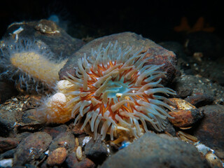 Colourful sea anemone from Oslo fjord, Norway