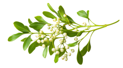 close up of fresh green mistletoe on white background